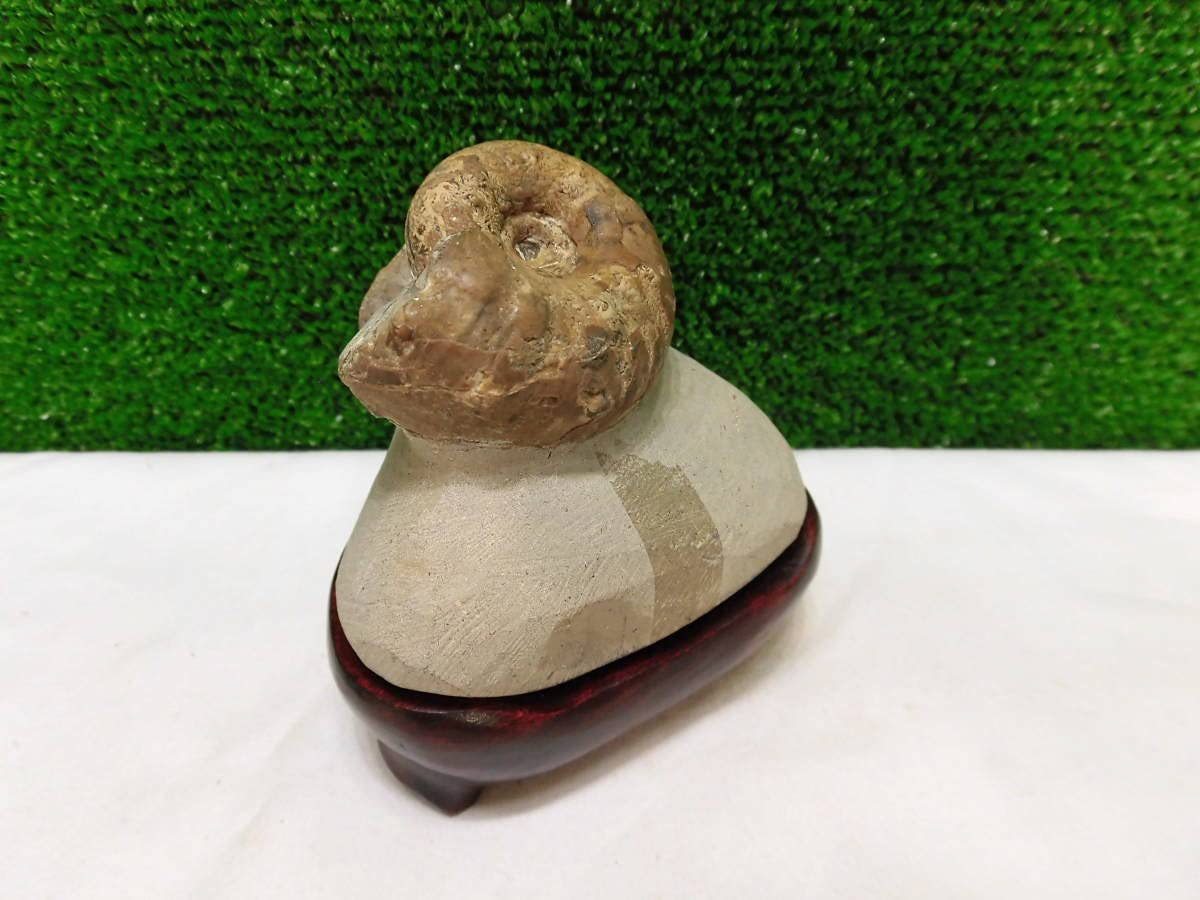 Amazon | 化石、メヌイテスアンモナイト＝（殻付き、巻き最高に良い